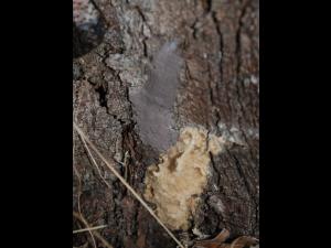 Fulgore  tacheté (Lycorma delicatula)_8