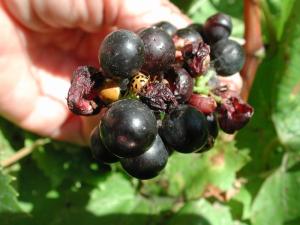 Coccinelle asiatique (Harmonia axyridis)