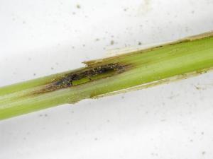 Blé - Mouche de Hesse (Mayetiola destructor)_1