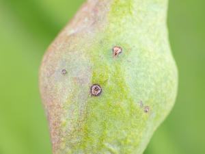 Poire - Charançon de la pomme (Anthonomus quadrigibbus)_3