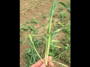 Blé - Oscinie des céréales (Oscinella pusilla)_2