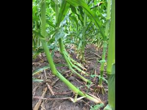 Maïs sucré - Chrysomèle des racines du maïs de l'ouest (Diabrotica virgifera virgifera)_6