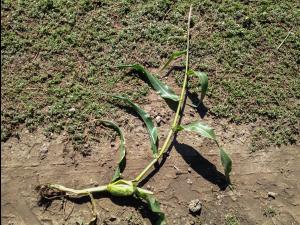 Maïs sucré - Chrysomèle des racines du maïs du nord (Diabrotica barberi)_1
