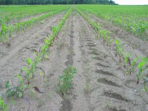 Maïs grain et fourrager - Température basse de l'air (froid)