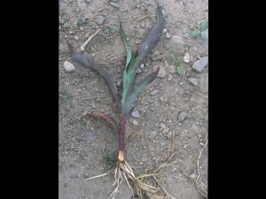 Maïs grain et fourrager - Température basse de l'air (froid)