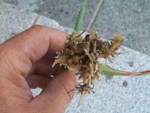 Maïs grain et fourrager - pH bas (acide) et excès/toxicité en aluminium