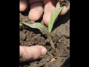 Maïs grain et fourrager - Drainage insuffisant (asphyxie racinaire)