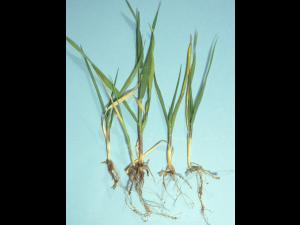 Orge - pH bas (acide) et excès/toxicité en aluminium