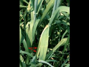 Orge - Carence en manganèse