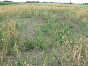 Orge - Drainage insuffisant (asphyxie racinaire)