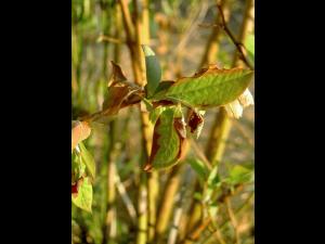 Bleuet en corymbe - Excès de fertilisation