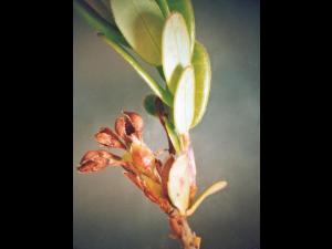 Canneberge - Gel printanier