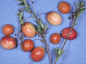 Canneberge - Insolation (coup de soleil)