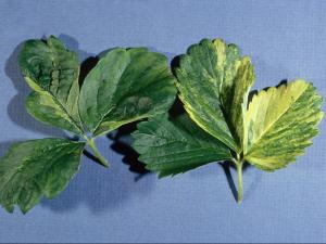 Fraise - Jaunisse de juin