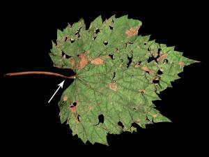 Vigne (raisin) - Pluie forte et vent_1