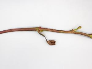 Vigne (raisin) - Carence en bore (B)_1