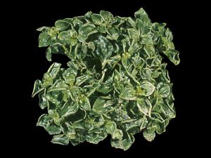 Exacum - pH élevé (neutre à basique)