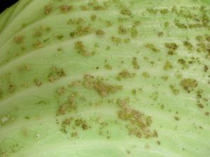 Chou pommé - Intumescence (oedème)