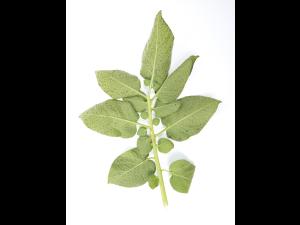 Pomme de terre - Polluant gazeux