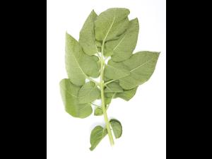 Pomme de terre - Polluant gazeux