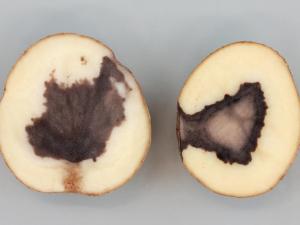 Pomme de terre - Coeur noir