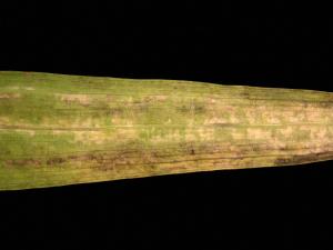 Freesias - Potyvirus (groupe)