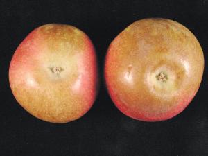 Pomme - Échaudure