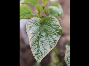 Cerise de terre - Gel printanier