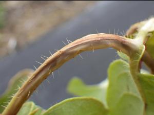 Camerise - Gel printanier