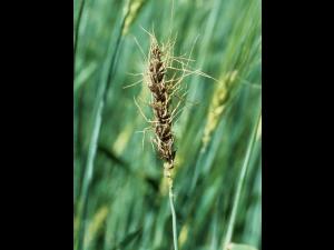 Blé - Charbon nu (Ustilago tritici)_1