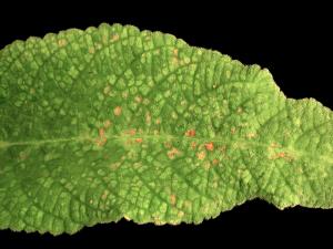 Streptocarpes - Virus de la tache nécrotique de l'impatiente (INSV)