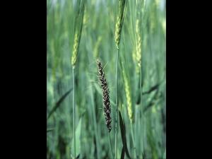 Orge - Charbon nu (Ustilago nuda)