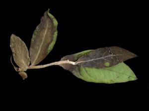 Bleuet en corymbe - Pourriture sclérotique (Monilinia vaccinii-corymbosi)