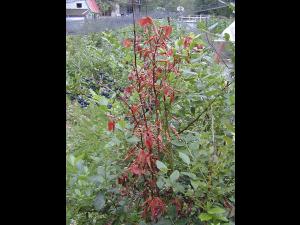 Bleuet en corymbe - Chancre à Fusicoccum (Godronia cassandrae)