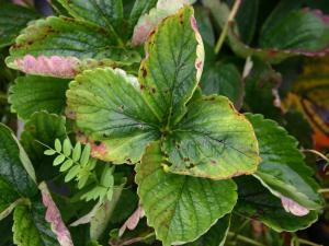 Fraise - Blanc (Sphaerotheca macularis)