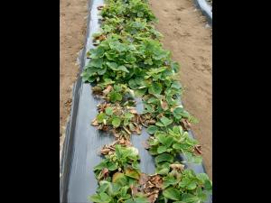 Fraise - Verticilliose (Verticillium dahliae)