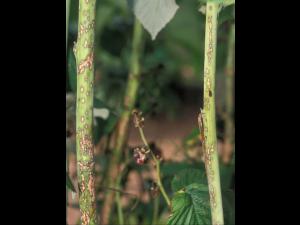 Framboise - Anthracnose (Sphaceloma necator)