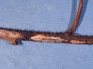 Framboise - Brûlure des tiges (Coniothyrium fuckelii)