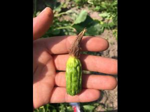 Courges - Virus de la tache annulaire de la papaye (PRSV)