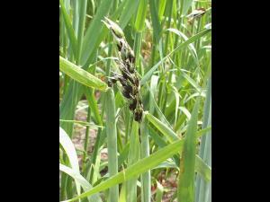 Avoine - Charbon nu (Ustilago avenae)