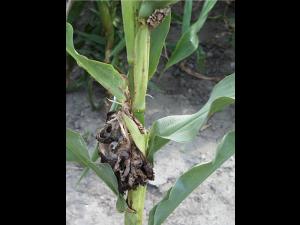 Maïs grain et fourrager - Charbon commun (Ustilago maydis)_7