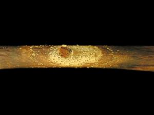 Bleuet en corymbe - Chancre à Fusicoccum (Godronia cassandrae)