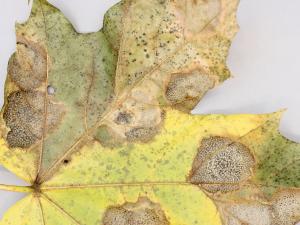 Érables - Tache goudronneuse (Melasmia acerina)