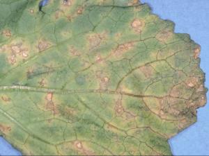Navet - Mildiou (Hyaloperonospora parasitica)