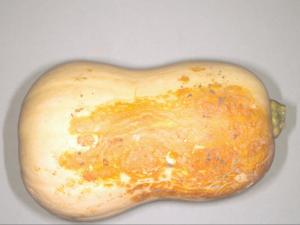 Courges - Chancre gommeux (Stagonosporopsis cucurbitacearum)