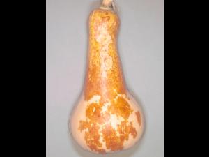 Courges - Chancre gommeux (Stagonosporopsis cucurbitacearum)