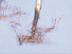 Concombre - Pourriture noire des racines (Berkeleyomyces basicola)