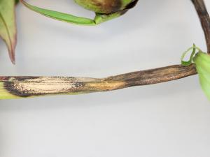 Pivoines - Anthracnose (Gloeosporium sp.)