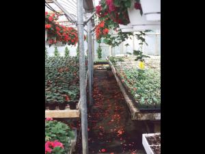 Impatientes - Moisissure grise (Botrytis cinerea)