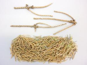 Épinettes - Chancre phomopsien (Phomopsis sp.)